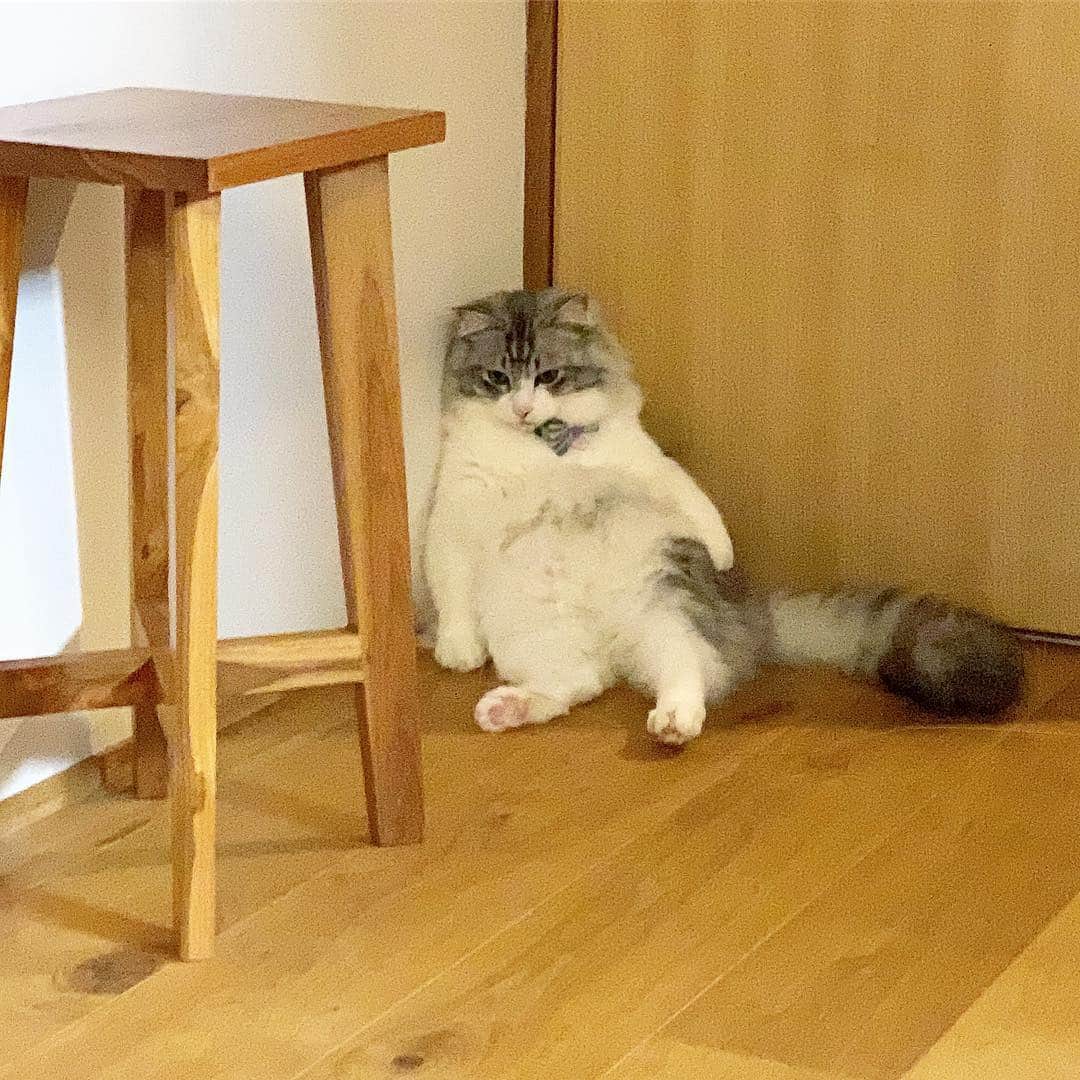 近藤研二さんのインスタグラム写真 - (近藤研二Instagram)「最近のモイは童心を取り戻したみたいでキュンとするなあ ピント合ってないけど おはモイ  #モイ座り #近藤モイ #モイチン #モイ201903 #モイ3才11ヶ月 #graytabbyandwhite #サバシロ #長毛種 #猫 #ねこ #ネコ #neko #cat #cats #kissa #gato #gatto #meow #モイのシッポ #moitail」3月21日 12時01分 - kenjikond0