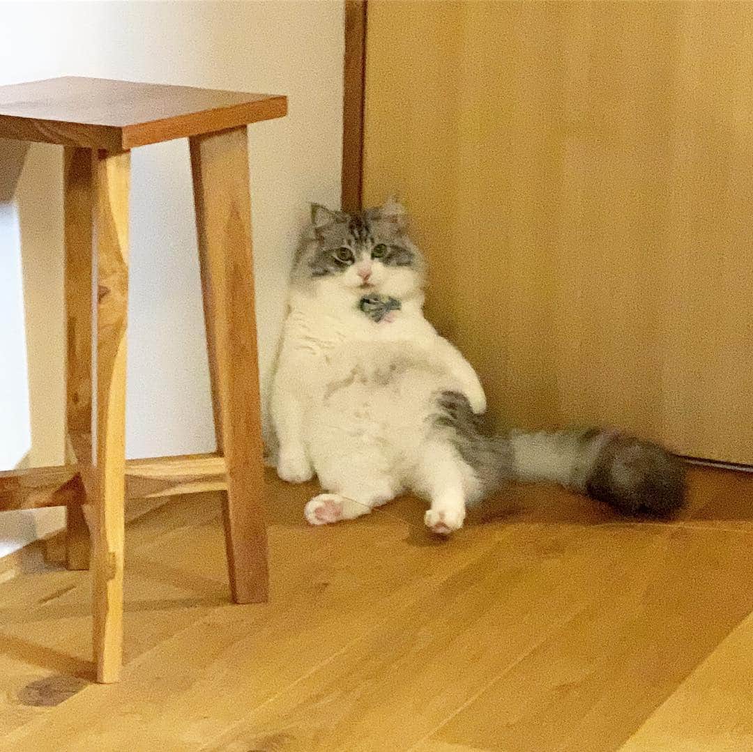近藤研二さんのインスタグラム写真 - (近藤研二Instagram)「最近のモイは童心を取り戻したみたいでキュンとするなあ ピント合ってないけど おはモイ  #モイ座り #近藤モイ #モイチン #モイ201903 #モイ3才11ヶ月 #graytabbyandwhite #サバシロ #長毛種 #猫 #ねこ #ネコ #neko #cat #cats #kissa #gato #gatto #meow #モイのシッポ #moitail」3月21日 12時01分 - kenjikond0
