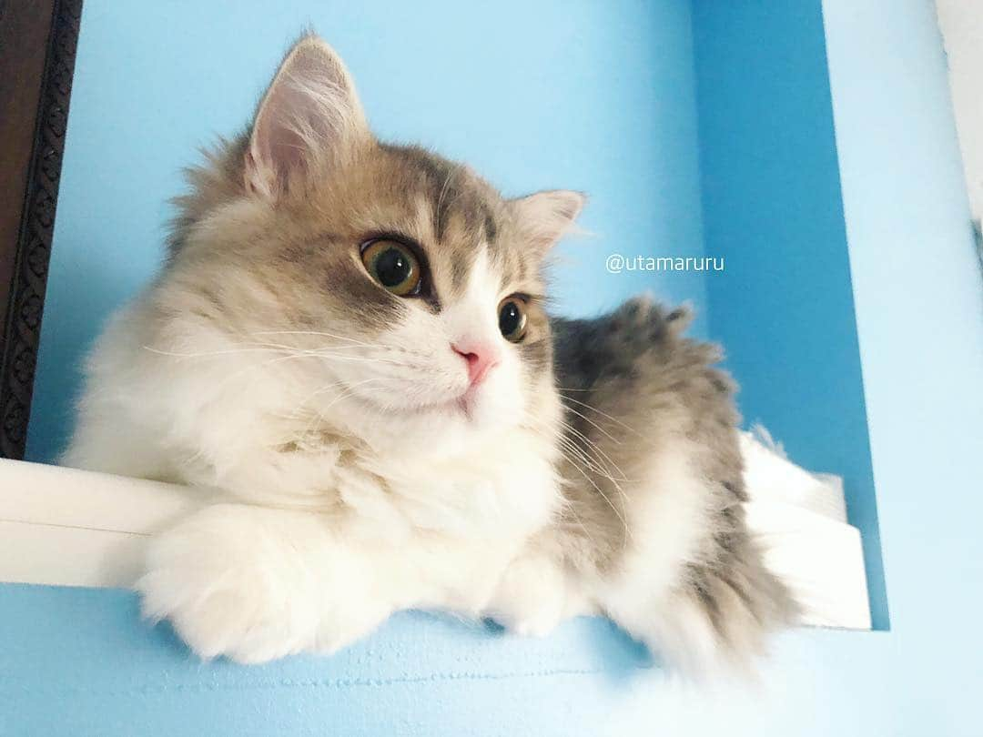 詩丸さんのインスタグラム写真 - (詩丸Instagram)「おはにゃん💙 .  Good meowning💙 .  Shishimaru🦁獅子丸です❤️」3月21日 12時06分 - utamaruru