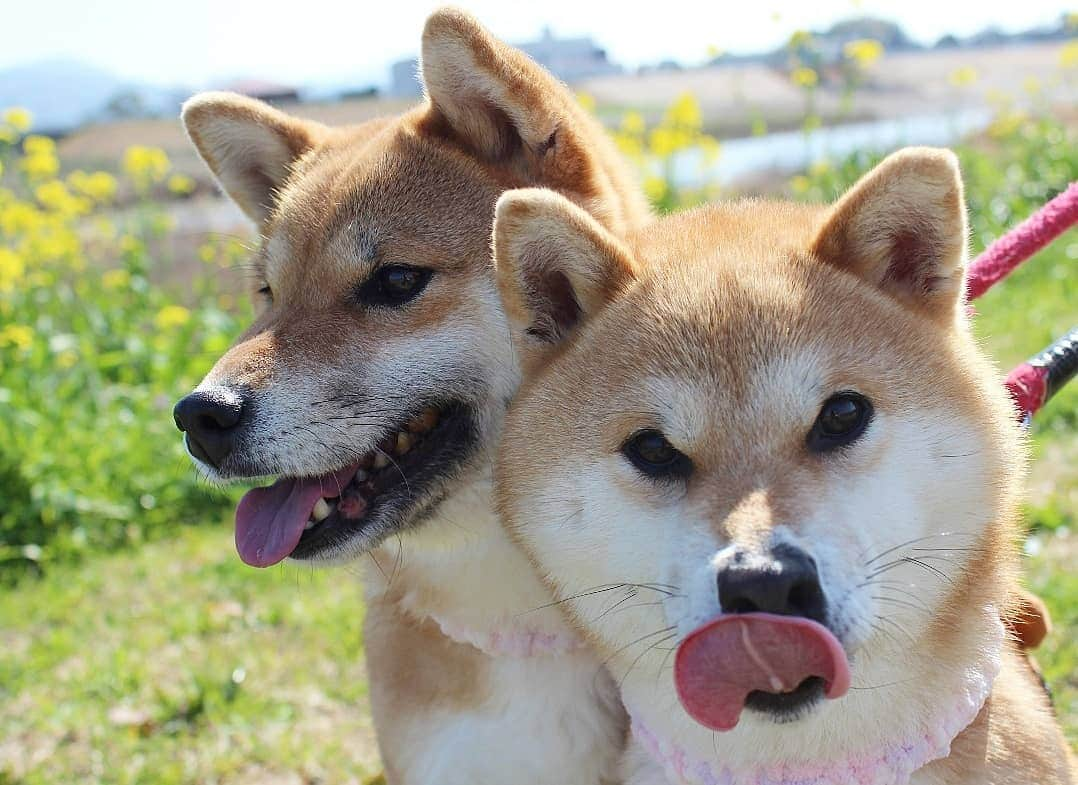 柴犬たま Shibainu Tamaさんのインスタグラム写真 - (柴犬たま Shibainu TamaInstagram)「どうしてもカメラの方向を見たいミケ * Caption trans🇬🇧 Meekeh really want to see the camera. * #柴犬たま #たママ #たま家族 #柴犬ミケ #一眼レフ #一眼レフカメラ #カメラ目線 #お散歩 #笑顔 #仲良し親子 #カメラ大好き #菜の花 #花とたま #花とミケ #舌ぺろ #かなりひし形 #柴犬 #shiba #shibainu #shibastagram #犬 #dog #多頭飼い」3月21日 12時10分 - tama7653