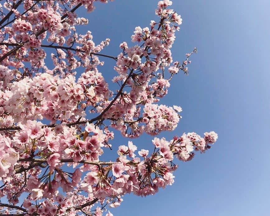 LOVEGREEN -植物と暮らしを豊かに。さんのインスタグラム写真 - (LOVEGREEN -植物と暮らしを豊かに。Instagram)「🌸春分の日🌸 . . 桜の開花が始まりましたね☺️ . 2019年3月21日 春分の日 . 満月の日に春分。 . LOVEGREENでは、フリーペーパー @botapii の占いを担当している @anya_kuratoku さんの「春分の星詠み」を更新しました✨ . ここからどのような一年にしたいですか？ 今までの自分と、これからの自分。 何か発見があるかも！？ . 春分の星詠みは、ホームURLからチェック✔️🌿 . . #春分#桜#星#占い#星詠み#満月#春分の日#花のある暮らし#植物のある暮らし#花が好き#植物が好き#植物#花#春#春の花#花見#ラブグリ#ボタピー#botapii#フリーペーパー」3月21日 12時20分 - lovegreen_official