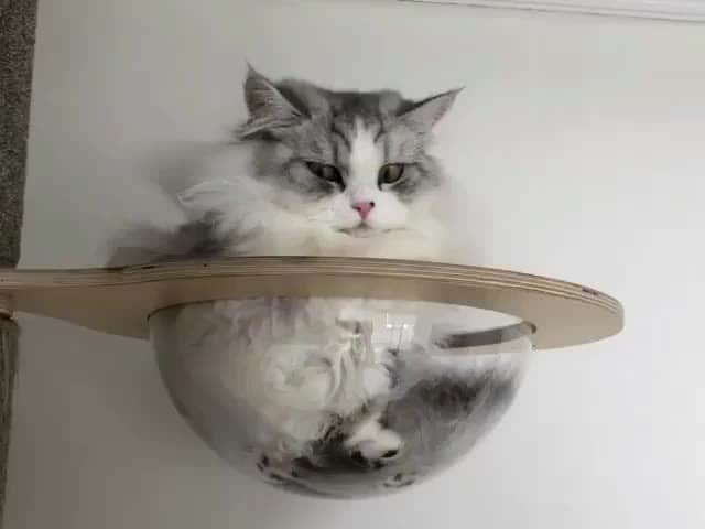 のインスタグラム：「Whatya lookin at? Pervert !⠀ ⠀ 📹@mo_harutan⠀ ⠀ #meowed #munchkin #toebean #paws」