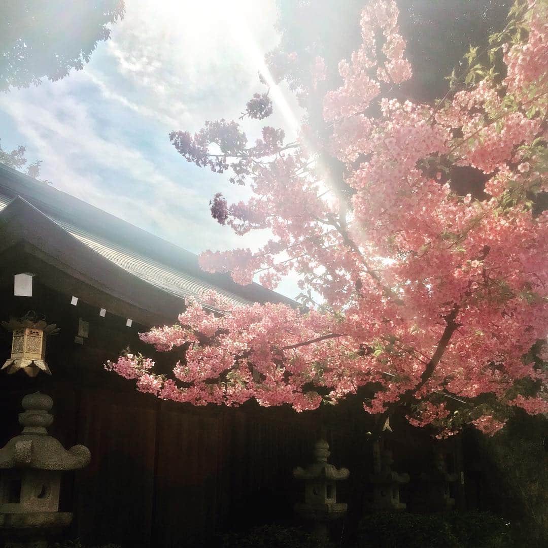 coyoriさんのインスタグラム写真 - (coyoriInstagram)「最近暖かい日が続き春の訪れを感じますね。 なんと福岡では河津桜が咲いていました^ ^ 東京では来週辺りに開花予定だそうで今から楽しみです。 エイジングの大敵である紫外線も強くなる時期ですので、 UVケアをしっかりしてお出かけしてくださいね！ 皆さま、良い祝日をお過ごしください。 お客様担当:山田 #紫外線対策#光プロテクトUV#オイル美容#Ｃoyori#美容液オイル#自然派化粧品#河津桜」3月21日 12時28分 - coyori_official