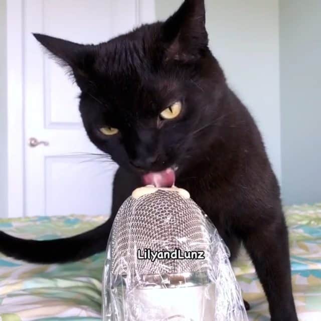 のインスタグラム：「Watch the Panther devour his prey! 🖤 Volume Up! 🔊  @lilyandlunz  #meowed  #ASMR #ASMRcat #panther」
