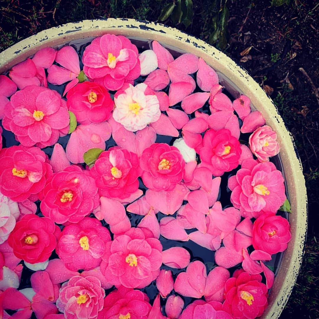 のインスタグラム：「今日から #霊鑑寺 春の #特別公開 が始まってます！ ソメイヨシノの開花が待ち遠しいですが、その前に椿（ツバキ）の名所も是非お楽しみください。  場所は、#哲学の道 を途中で山側へ登っていったところにあります。  プラン① 地下鉄東西線で蹴上駅まで行き、南禅寺を通って哲学の道を北上し、銀閣寺方面へ向かう途中に立ち寄る。  プラン② 京阪出町柳駅で降り、長徳寺の早咲きのオカメ桜を愛でたあと、市バス203系統などで銀閣寺方面へ。そこから哲学の道を南下し、霊鑑寺へ。  詳細は、京都観光NAVIをご確認ください！  春の京都ジェニックキャンペーン開催中！ https://camp-in.jp/kyotogenic-spring2019  #visitkyoto #kyotogenic #kyototravel #art_of_japan #japan_of_insta #loves_united_kyoto #japantrip #kyototrip #ig_kyoto #kyoto_style #springinkyoto #camellia #flower Kyoto Official Travel Guide http://kyoto.travel/en  #京都 #京都ジェニック  #未来に残したい京都  #京都好きな人と繋がりたい #穴場スポット #とっておきの京都 #椿  オフィシャルサイト「京都観光NAVI」 http://ja.kyoto.travel」