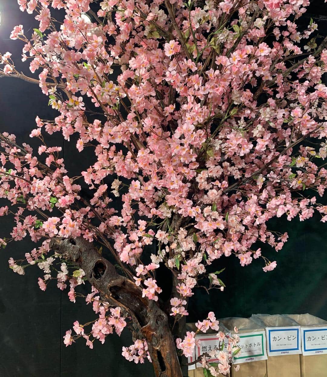 入江慎也さんのインスタグラム写真 - (入江慎也Instagram)「カラテカの初代マネージャー 片山さんの会社  スラッシュパイルが10周年迎えて、パーティーに行かせていただきました。  スラッシュパイルは沢山のお笑いのライブやイベントを制作している会社です  お笑いの制作会社らしくパーティー会場は下北の劇場。  劇場をお花見🌸🌸🌸風にアレンジ。 ステキな空間でした。  マネージャー をやっていただいていた、  南海キャンディーズ山ちゃん、麒麟川島。  会社を10年続けることは本当に大変なことです。  誰よりもお笑い、そして芸人さんと向き合ってこられた片山さんは凄いです  片山さんから、我々カラテカは全てを教えていただきました。  17年ぶりの単独ライブも手伝っていただきました。  本当におめでとう㊗️㊗️㊗️ございます  これからも楽しみです  #スラッシュパイル #10周 #お笑い #ライブ #イベント #おめでとう㊗️㊗️㊗️ございます」3月21日 18時32分 - oreirie0408