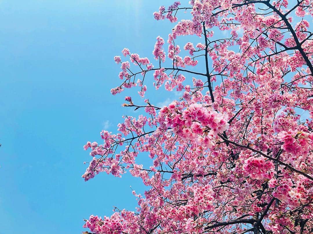 ミッチーのインスタグラム：「さくら 桜 サクラ SAKURA」