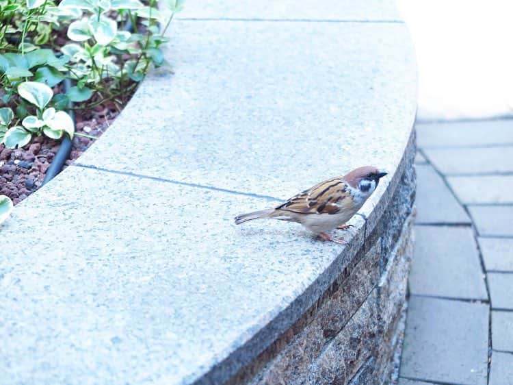 東京ステーションホテルTokyo Station Hotelさんのインスタグラム写真 - (東京ステーションホテルTokyo Station HotelInstagram)「春分の日の今日、東京で桜の開花宣言がされました。春を探しに〈丸の内さんぽ〉はいかがでしょう。 （写真は昨日撮影しました） * Today is “Spring day” in Japan. When you are just wandering around our hotel, Marunouchi, you can visit a garden with elegant of flowers! #cherryblossom #sakura #tokyosakura #sakuraviewing #tokyotrip #tokyotreat #classichotel #marunouchi #tokyostation #tokyostationhotel #桜 #サクラ #花見 #春の日 #散歩 #東京旅行 #東京ステーションホテル #東京駅 #丸の内」3月21日 13時15分 - tokyostationhotel
