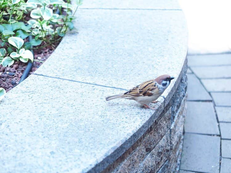 東京ステーションホテルTokyo Station Hotelのインスタグラム