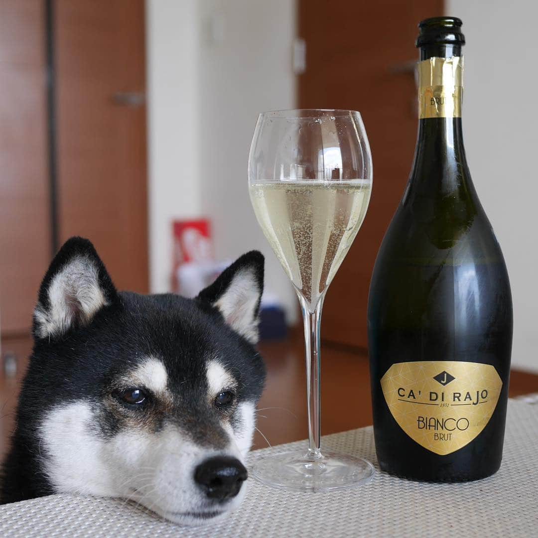 のインスタグラム：「🍾👀 #エノテカ #イタリアワインタイム #カディライオ スプマンテブリュット #目線の先にはおやつ #黒柴 #柴犬 #和犬 #日本犬 #柴犬と一緒 #柴犬のいる暮らし #柴犬のいる生活 #わんこと一緒 #わんこのいる生活 #わんこのいる暮らし #モデル犬 #わんダフォ #わんだふるjapan」