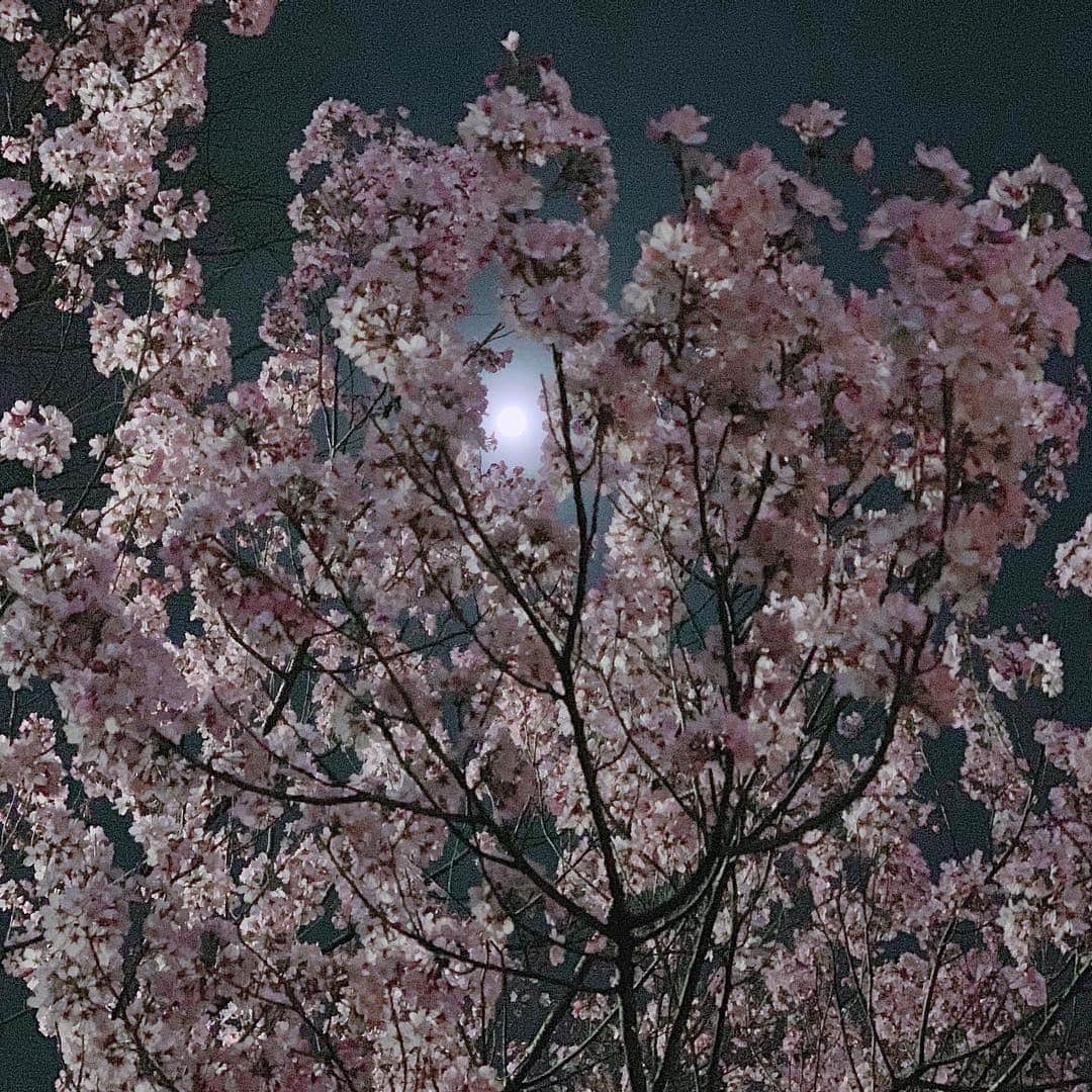 鈴木芳奈のインスタグラム：「昨夜、散歩していたらこんなにも綺麗な桜🌸が☺︎ 月も満月🌕で、思わぬ出逢いにキュンとした一枚。夜だったのでちょっと暗いけど…綺麗だったなぁ〜 #桜 #満月 #春」