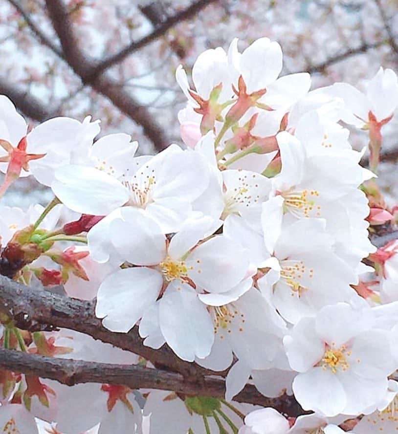 理絵さんのインスタグラム写真 - (理絵Instagram)「去年の桜の写真🌸お気に入り💕  #桜 #sakura #ciliegio #cerisier #cherryblossom #cherryblossoms #벚꽃 #flower #flowers #fiore #fleur #꽃 #花 #tokyo #japan #2018」3月21日 13時27分 - ____rie____