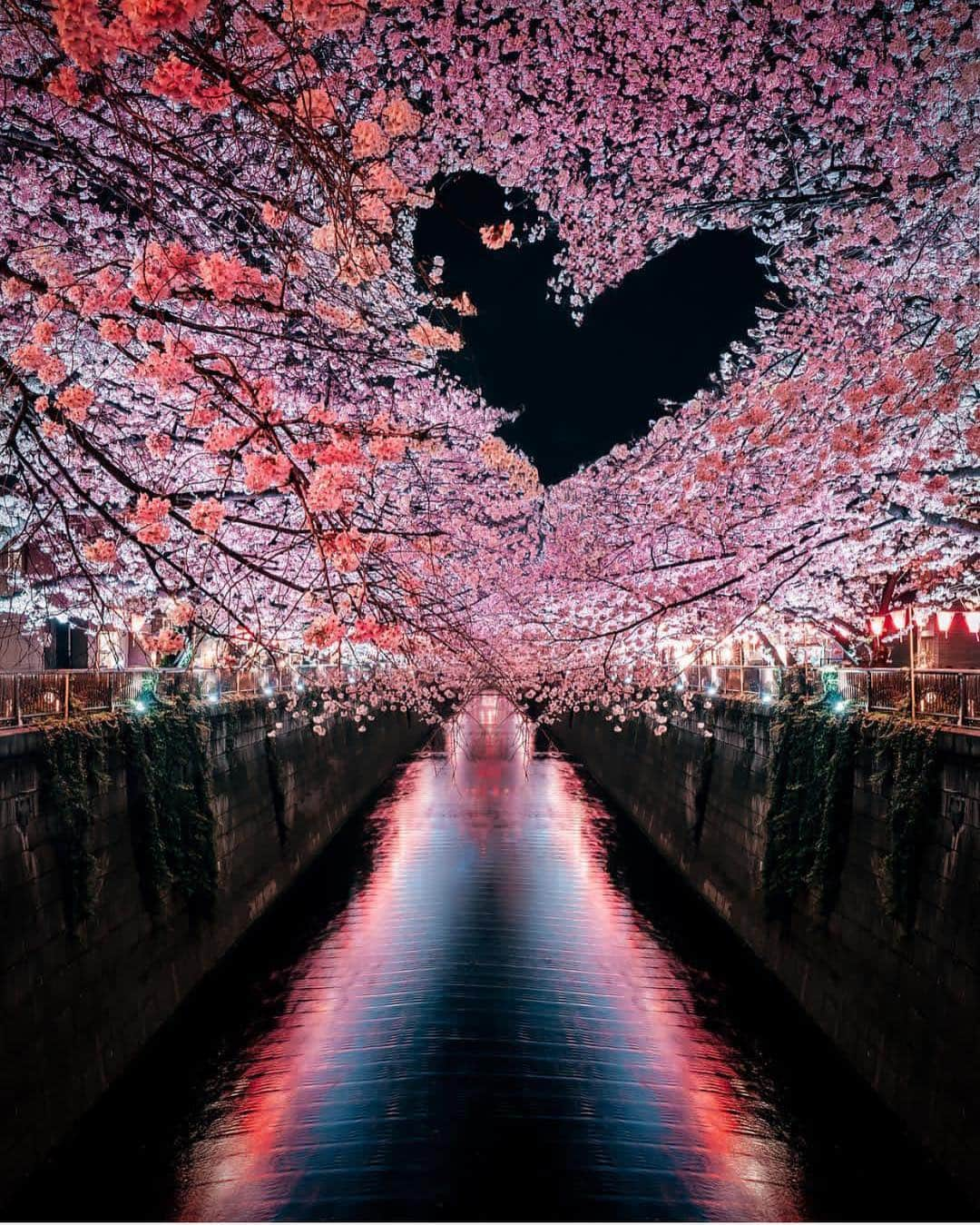 Wonderful Placesさんのインスタグラム写真 - (Wonderful PlacesInstagram)「Meguro River - Japan ✨💖💖🌸🌸✨ . Picture by ✨✨@kohki✨✨ #wonderful_places for a feature 🌸」3月21日 14時01分 - wonderful_places