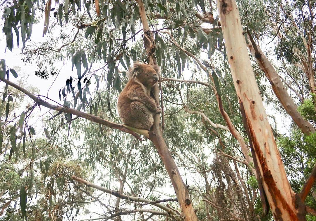 島川未有さんのインスタグラム写真 - (島川未有Instagram)「オーストラリア🇦🇺弾丸トラベルから1カ月。 すっかり更新サボっておりました。 オーストラリアで出会った野生動物たち。 とても綺麗な野鳥ですが餌付けすると、すごい勢いで飛んで来ます。 止まられると、引っ掛かれるくらい爪が鋭いし、羽ばたいてビンタしてきて、とにかく痛いよ。可愛いけど怖かった…🤣 相当顔引きつってますw  野生のコアラ、ワラビー、カンガルー、可愛かったなぁ❤️ #メルボルン#melbourne#australia#オーストラリア#オーストラリア旅行#メルボルン旅行#グレートオーシャンロード#グレートオーシャンロードツアー#greatoceanroad#海外旅行#海外旅行好きな人と繋がりたい#旅行好きな人と繋がりたい#たびじょ#旅好き女子#野生動物#野鳥#野生のコアラ#野生のカンガルー#野生のワラビー#コアラ#カンガルー#ワラビー#オーストラリアの動物」3月21日 14時04分 - miyu_shimakawa