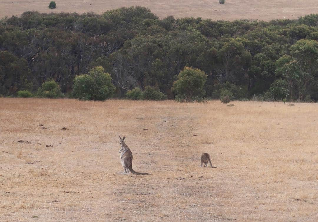 島川未有さんのインスタグラム写真 - (島川未有Instagram)「オーストラリア🇦🇺弾丸トラベルから1カ月。 すっかり更新サボっておりました。 オーストラリアで出会った野生動物たち。 とても綺麗な野鳥ですが餌付けすると、すごい勢いで飛んで来ます。 止まられると、引っ掛かれるくらい爪が鋭いし、羽ばたいてビンタしてきて、とにかく痛いよ。可愛いけど怖かった…🤣 相当顔引きつってますw  野生のコアラ、ワラビー、カンガルー、可愛かったなぁ❤️ #メルボルン#melbourne#australia#オーストラリア#オーストラリア旅行#メルボルン旅行#グレートオーシャンロード#グレートオーシャンロードツアー#greatoceanroad#海外旅行#海外旅行好きな人と繋がりたい#旅行好きな人と繋がりたい#たびじょ#旅好き女子#野生動物#野鳥#野生のコアラ#野生のカンガルー#野生のワラビー#コアラ#カンガルー#ワラビー#オーストラリアの動物」3月21日 14時04分 - miyu_shimakawa