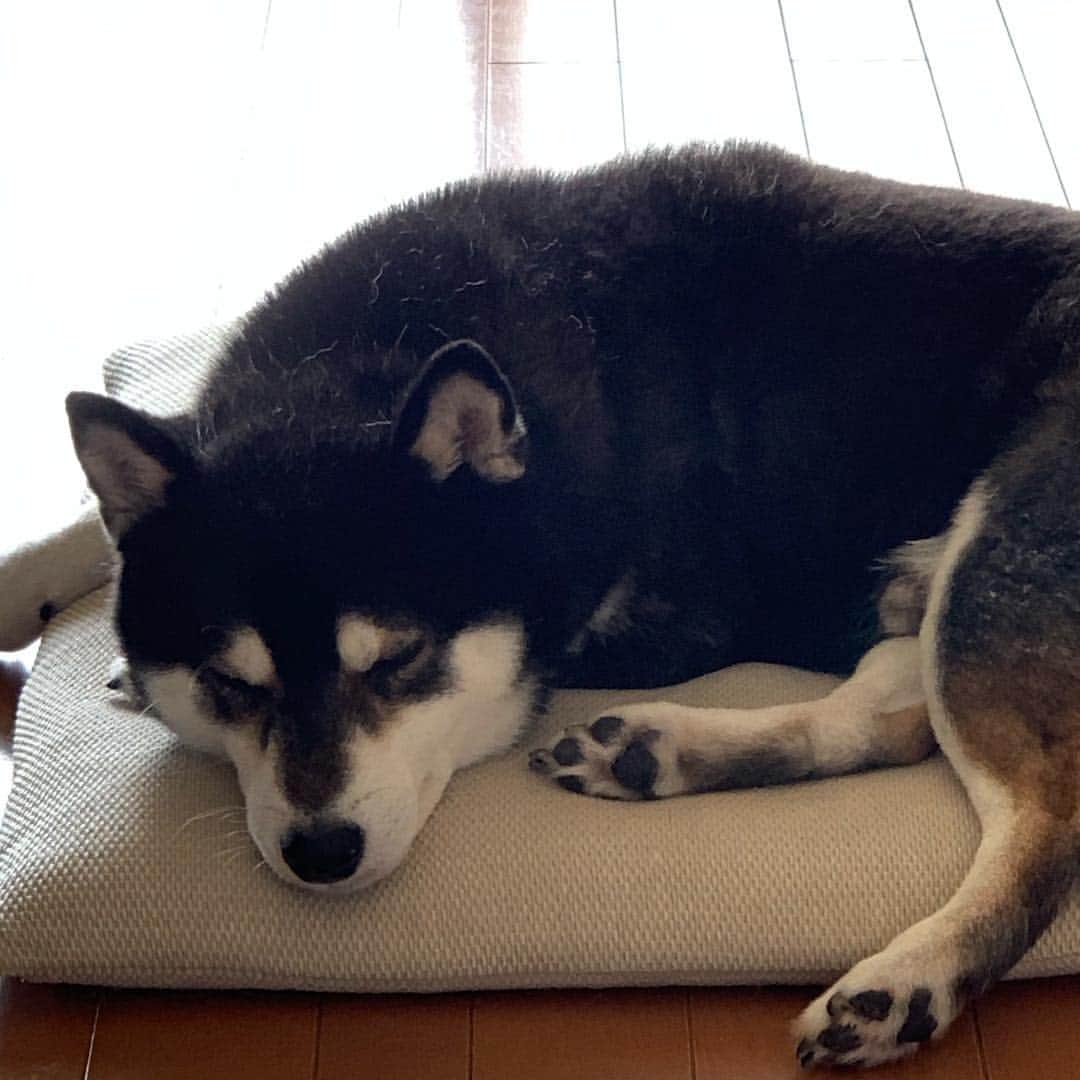 のインスタグラム：「スヤスヤ豆💤 #スヤスヤ豆 #お昼寝犬 #naptime #kuroshiba #blackshiba #shibainu #shibastagram #instadog #dogstagram #柴犬 #黒柴 #黑柴 #日本犬 #和犬 #癒し犬 #いぬら部 #ふわもこ部 #柴犬部 #モフモフ生命体 #柴犬のいる暮らし #わんこのいる暮らし #わんこのいる生活 #わんこと一緒 #わんダフォ #わんだふるjapan」