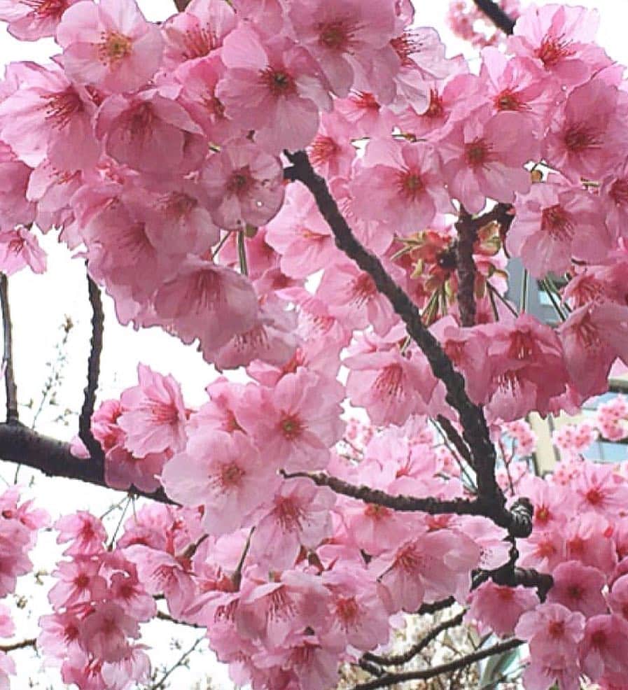 理絵さんのインスタグラム写真 - (理絵Instagram)「こちらも去年のお気に入り💗  #桜 #cherryblossoms #cherryblossom #sakura #cerisier #ciliegio #벚꽃 #花 #꽃 #fleur #flower #flowers #fiore #tokyo #japan #2018 #🌸」3月21日 14時22分 - ____rie____