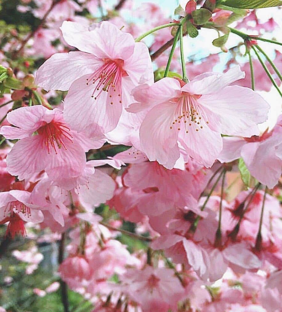 理絵さんのインスタグラム写真 - (理絵Instagram)「こちらも去年のお気に入り💗  #桜 #cherryblossoms #cherryblossom #sakura #cerisier #ciliegio #벚꽃 #花 #꽃 #fleur #flower #flowers #fiore #tokyo #japan #2018 #🌸」3月21日 14時22分 - ____rie____
