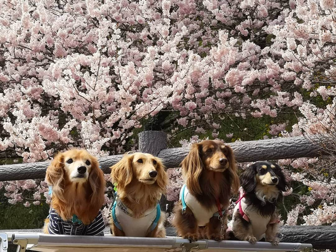 ?モデル?大地?さんのインスタグラム写真 - (?モデル?大地?Instagram)「♪🐾2019*3*21🐾 . 先日 @riku.haru.karin 🐾りく君🐾はる君🐾かりんちゃんと一緒に行った 🌸春めき桜お散歩は🐶🐶🐶🐶 . izumiさんに🎁プレゼントしてもらった 🎒ランドセルを背負って みんなで📷写真を撮ったよ🎶😆😆😆 . . みんな毎秒❤超絶❤可愛いけど😁😁😁 . 🎒ランドセルを姿も 超ウルトラ スーパー めっちゃ可愛い〜💕😍😍😍 . . 🐾はる君が🐾りく君の背中に 顎を乗せてる所も ヤヴァイ位❤可愛い〜🎶😆😆😆 . . 🐾🐾🐾🐾🐾🐾🐾🐾🐾🐾🐾🐾🐾🐾 . #大地#大好き#だいすき #いつも一緒#ずっと一緒 #大地なしでは生きて行けませんw #いぬ#イヌ#犬#わんこ . #ワンコ#愛犬#いぬばか部 #犬バカ部#いぬら部#いぬすたぐらむ #犬のいる暮らし#犬の生活が第一 #pecoいぬ部 . #横浜#yokohama#神奈川 #桜#散歩#お散歩#春 #ミニチュアダックスフンド#ミニチュアダックス #ダックスフンド#ダックス」3月21日 15時01分 - sachi_daichi