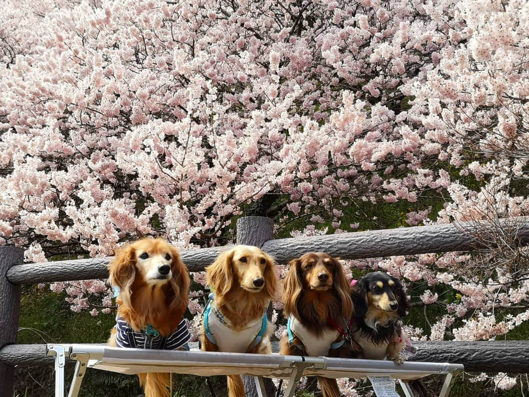 ?モデル?大地?さんのインスタグラム写真 - (?モデル?大地?Instagram)「♪🐾2019*3*21🐾 . 先日 @riku.haru.karin 🐾りく君🐾はる君🐾かりんちゃんと一緒に行った 🌸春めき桜お散歩は🐶🐶🐶🐶 . izumiさんに🎁プレゼントしてもらった 🎒ランドセルを背負って みんなで📷写真を撮ったよ🎶😆😆😆 . . みんな毎秒❤超絶❤可愛いけど😁😁😁 . 🎒ランドセルを姿も 超ウルトラ スーパー めっちゃ可愛い〜💕😍😍😍 . . 🐾はる君が🐾りく君の背中に 顎を乗せてる所も ヤヴァイ位❤可愛い〜🎶😆😆😆 . . 🐾🐾🐾🐾🐾🐾🐾🐾🐾🐾🐾🐾🐾🐾 . #大地#大好き#だいすき #いつも一緒#ずっと一緒 #大地なしでは生きて行けませんw #いぬ#イヌ#犬#わんこ . #ワンコ#愛犬#いぬばか部 #犬バカ部#いぬら部#いぬすたぐらむ #犬のいる暮らし#犬の生活が第一 #pecoいぬ部 . #横浜#yokohama#神奈川 #桜#散歩#お散歩#春 #ミニチュアダックスフンド#ミニチュアダックス #ダックスフンド#ダックス」3月21日 15時01分 - sachi_daichi