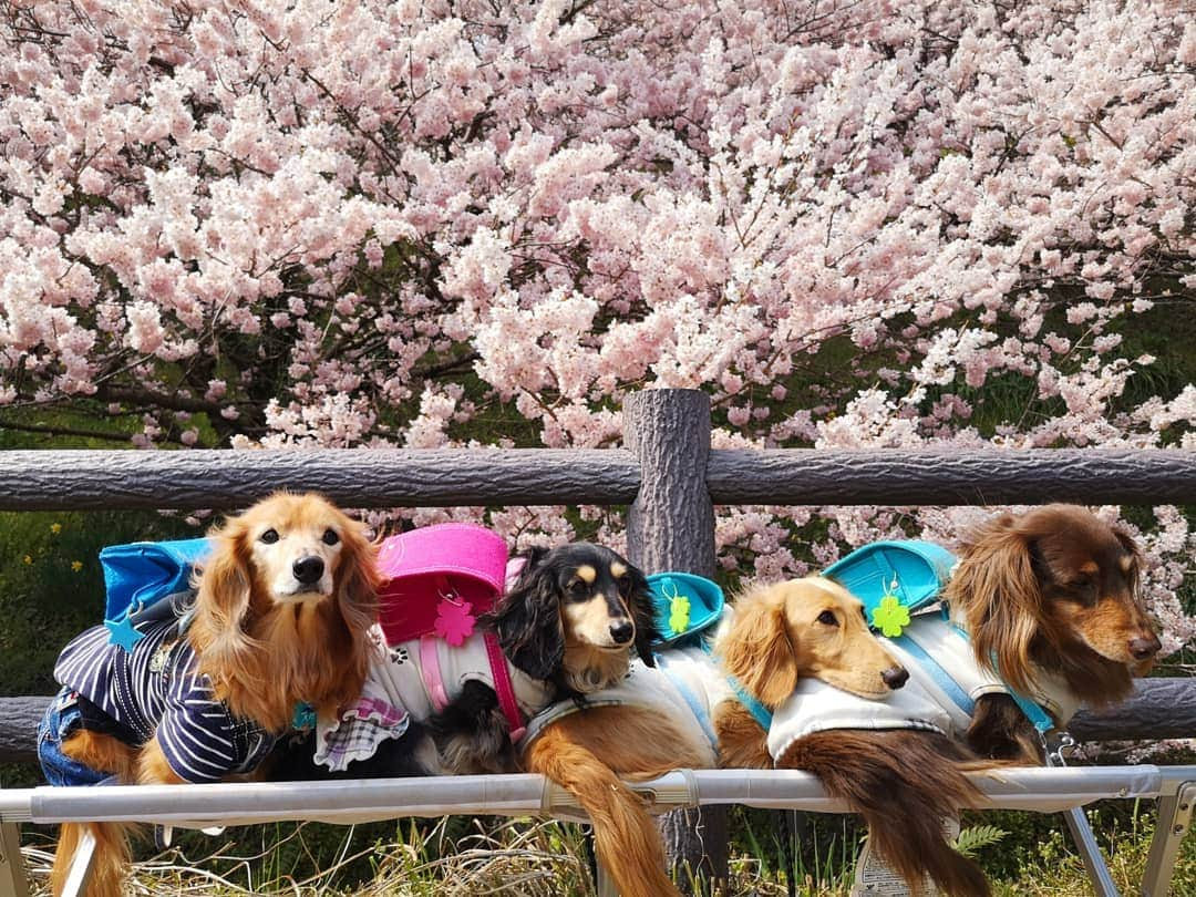 ?モデル?大地?さんのインスタグラム写真 - (?モデル?大地?Instagram)「♪🐾2019*3*21🐾 . 先日 @riku.haru.karin 🐾りく君🐾はる君🐾かりんちゃんと一緒に行った 🌸春めき桜お散歩は🐶🐶🐶🐶 . izumiさんに🎁プレゼントしてもらった 🎒ランドセルを背負って みんなで📷写真を撮ったよ🎶😆😆😆 . . みんな毎秒❤超絶❤可愛いけど😁😁😁 . 🎒ランドセルを姿も 超ウルトラ スーパー めっちゃ可愛い〜💕😍😍😍 . . 🐾はる君が🐾りく君の背中に 顎を乗せてる所も ヤヴァイ位❤可愛い〜🎶😆😆😆 . . 🐾🐾🐾🐾🐾🐾🐾🐾🐾🐾🐾🐾🐾🐾 . #大地#大好き#だいすき #いつも一緒#ずっと一緒 #大地なしでは生きて行けませんw #いぬ#イヌ#犬#わんこ . #ワンコ#愛犬#いぬばか部 #犬バカ部#いぬら部#いぬすたぐらむ #犬のいる暮らし#犬の生活が第一 #pecoいぬ部 . #横浜#yokohama#神奈川 #桜#散歩#お散歩#春 #ミニチュアダックスフンド#ミニチュアダックス #ダックスフンド#ダックス」3月21日 15時01分 - sachi_daichi