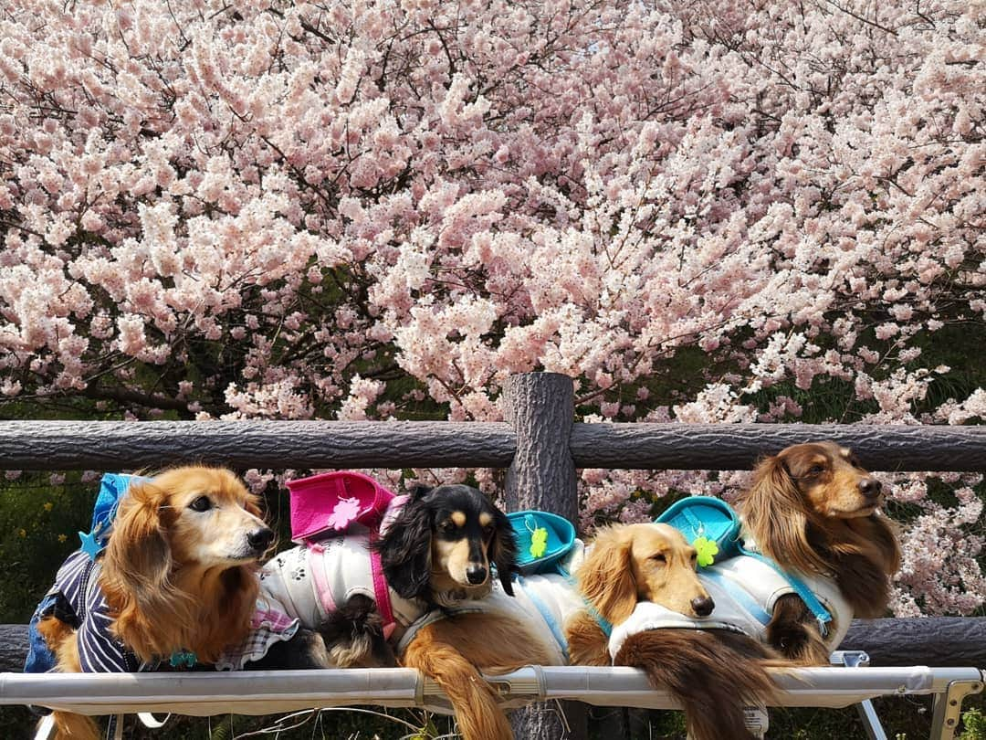 ?モデル?大地?さんのインスタグラム写真 - (?モデル?大地?Instagram)「♪🐾2019*3*21🐾 . 先日 @riku.haru.karin 🐾りく君🐾はる君🐾かりんちゃんと一緒に行った 🌸春めき桜お散歩は🐶🐶🐶🐶 . izumiさんに🎁プレゼントしてもらった 🎒ランドセルを背負って みんなで📷写真を撮ったよ🎶😆😆😆 . . みんな毎秒❤超絶❤可愛いけど😁😁😁 . 🎒ランドセルを姿も 超ウルトラ スーパー めっちゃ可愛い〜💕😍😍😍 . . 🐾はる君が🐾りく君の背中に 顎を乗せてる所も ヤヴァイ位❤可愛い〜🎶😆😆😆 . . 🐾🐾🐾🐾🐾🐾🐾🐾🐾🐾🐾🐾🐾🐾 . #大地#大好き#だいすき #いつも一緒#ずっと一緒 #大地なしでは生きて行けませんw #いぬ#イヌ#犬#わんこ . #ワンコ#愛犬#いぬばか部 #犬バカ部#いぬら部#いぬすたぐらむ #犬のいる暮らし#犬の生活が第一 #pecoいぬ部 . #横浜#yokohama#神奈川 #桜#散歩#お散歩#春 #ミニチュアダックスフンド#ミニチュアダックス #ダックスフンド#ダックス」3月21日 15時01分 - sachi_daichi