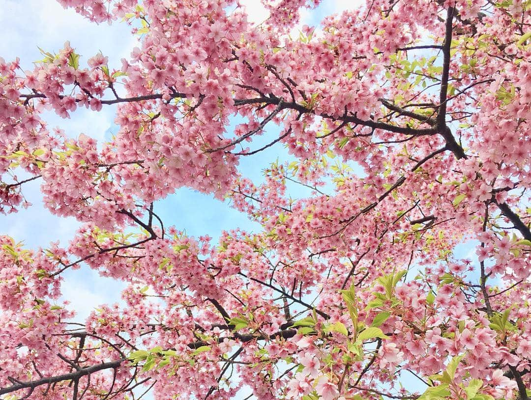 上妻未来さんのインスタグラム写真 - (上妻未来Instagram)「🌸🌸🌸 お花見したいなー😄💕 #sakura」3月21日 15時12分 - kozuma.m