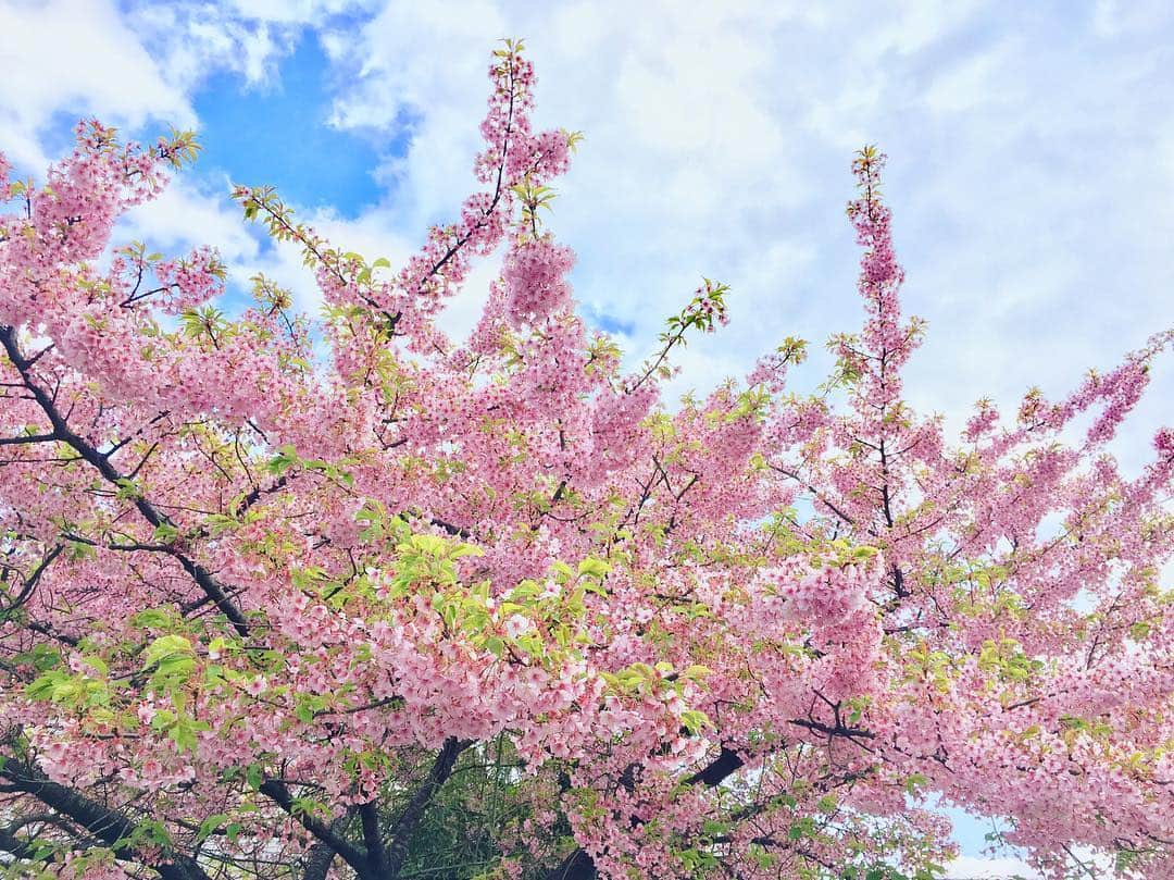 上妻未来さんのインスタグラム写真 - (上妻未来Instagram)「🌸🌸🌸 お花見したいなー😄💕 #sakura」3月21日 15時12分 - kozuma.m