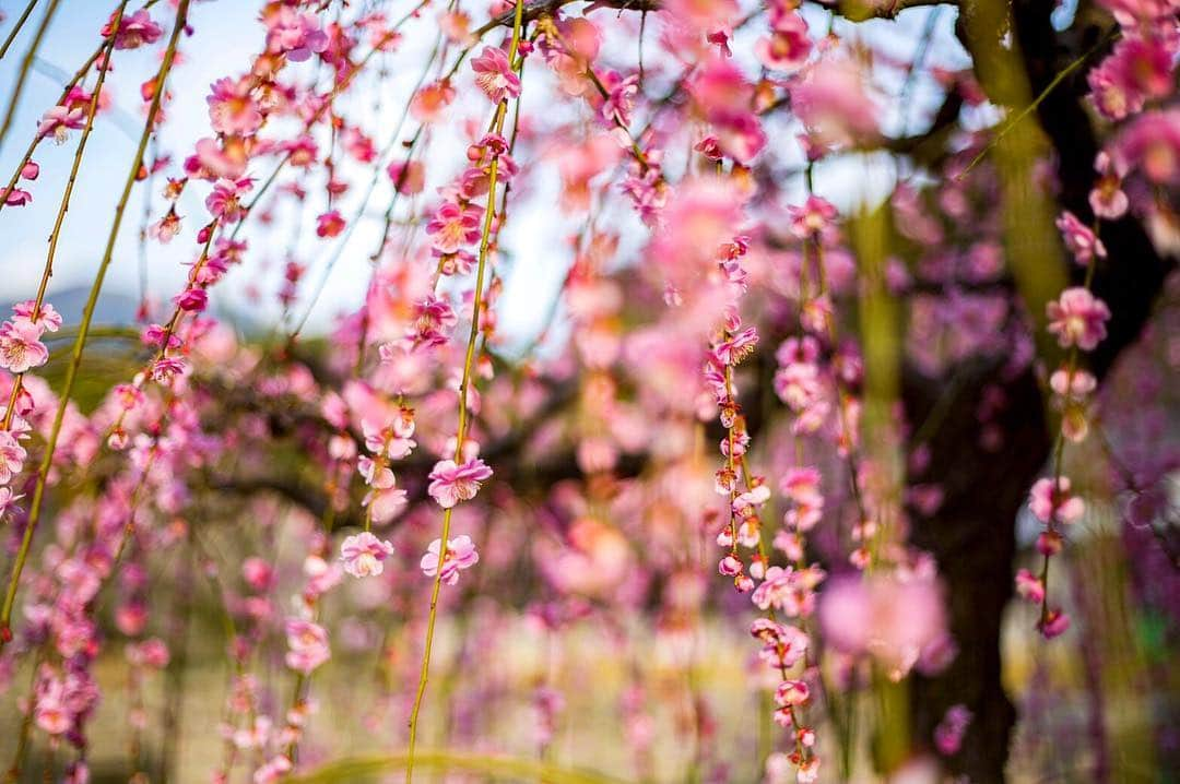 藤崎ミシェルのインスタグラム：「梅の花のカーテン✨ 心が和むね。 #春の訪れ  #福岡帰省  #太宰府天満宮」