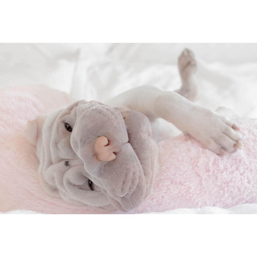 annie&pADdinGtoNさんのインスタグラム写真 - (annie&pADdinGtoNInstagram)「Hanging out for Friday #isitfridayyet #almost #lambington #sharpei #sharpeisofinstagram #sharpeipuppy #love #pink #pastel #love #dog #dogs #dogsofinstagram #doggo #bark #barked #puppy #puppiesofinstagram #wrinkles #beddies #instagood #weeklyfluff #cutepets #iloveyoutothemoonandback」3月21日 15時36分 - anniepaddington