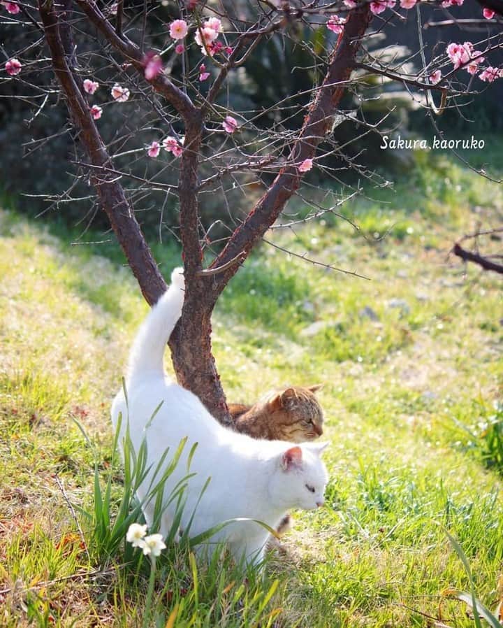NEKOくらぶさんのインスタグラム写真 - (NEKOくらぶInstagram)「|| 春だからお花の下でデートしよう⠀ @sakura.kaoruko さんの作品ですにゃ（＝ΦωΦ＝）⠀ *⠀ いいね！＆コメント大歓迎！！⠀ *⠀ #nekoclub #NEKOくらぶ #Japan #Photo #写真 #日本 #cat #ネコ #ねこ #猫 ⠀ Follow: @nekoclub_jpn⠀ *⠀ ▼【廣済堂出版共同企画】NEKOくらぶの皆さまとつくる「NEKOくらぶ写真集」、発売中♪（＝ΦωΦ＝）⠀ ※詳細は本アカウント「 @nekoclub_jpn 」のプロフィールに固定しているハイライトから」3月21日 16時00分 - nekoclub_jpn