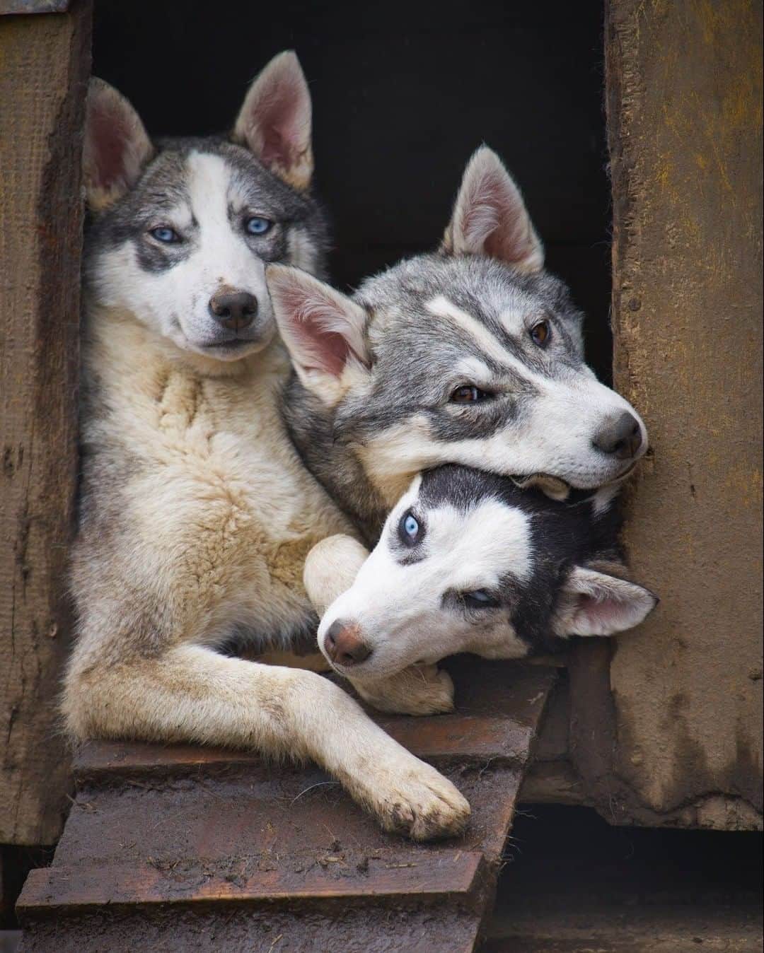 National Geographic Travelさんのインスタグラム写真 - (National Geographic TravelInstagram)「Photo by @simonnorfolkstudio I Huskies photographed in the Kamchatka Peninsula, far-eastern Russia.The use of the term 'husky’ is recorded from the mid nineteenth century for dogs kept by Inuit people. They are an ever-changing cross-breed of the fastest sled-pulling dogs. During the 1930s the Stalinist authorities targeted every vestige of ‘non-soviet’ culture, including native dog breeds. They considered sled dogs outdated creatures that should be replaced by motorised transport, however when their mechanical machines got stuck in the snow they realised the true value of these these remarkable animals. Follow @simonnorfolkstudio for updates, outtakes, unpublished and archive material. #documentaryphotography #simonnorfolk #igtravel #husky #huskies #Kamchatka #камчатка#dog #dogs #siberia #nature #siberianhusky #russia #igtravel #instagramrussia @simonnorfolkstudio」3月21日 16時01分 - natgeotravel