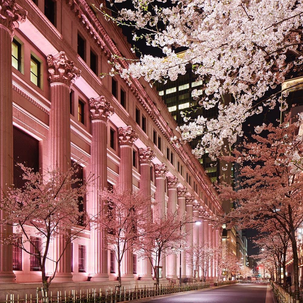Mandarin Oriental, Tokyoさんのインスタグラム写真 - (Mandarin Oriental, TokyoInstagram)「東京都内で桜が開花🌸日本橋では桜ライトアップもスタートしています。可憐な桜色に染まった夜の日本橋散歩はいかがでしょうか？ Cherry trees cone into bloom in Tokyo! Take an evening stroll along the beautifully lit up streets in a magical pink🌸  #mandarinorientaltokyo #MOtokyo #IamAfan #マンダリンオリエンタル東京 #sakura #cherryblossom #桜 #spring #春 #nihonbashi #日本橋」3月21日 16時04分 - mo_tokyo
