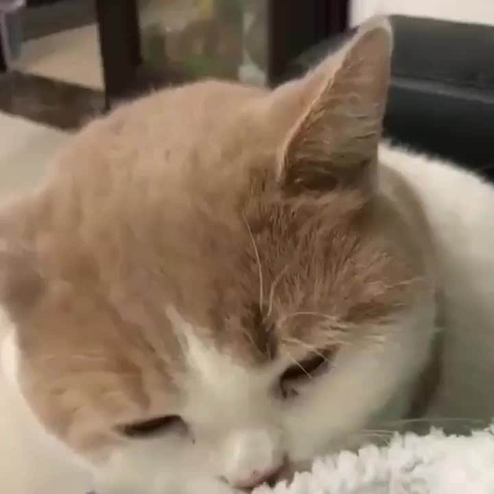 のインスタグラム：「Let meow clean it for you my hooman⠀ ⠀ #meowed #britishshorthair #TOT #mlem」