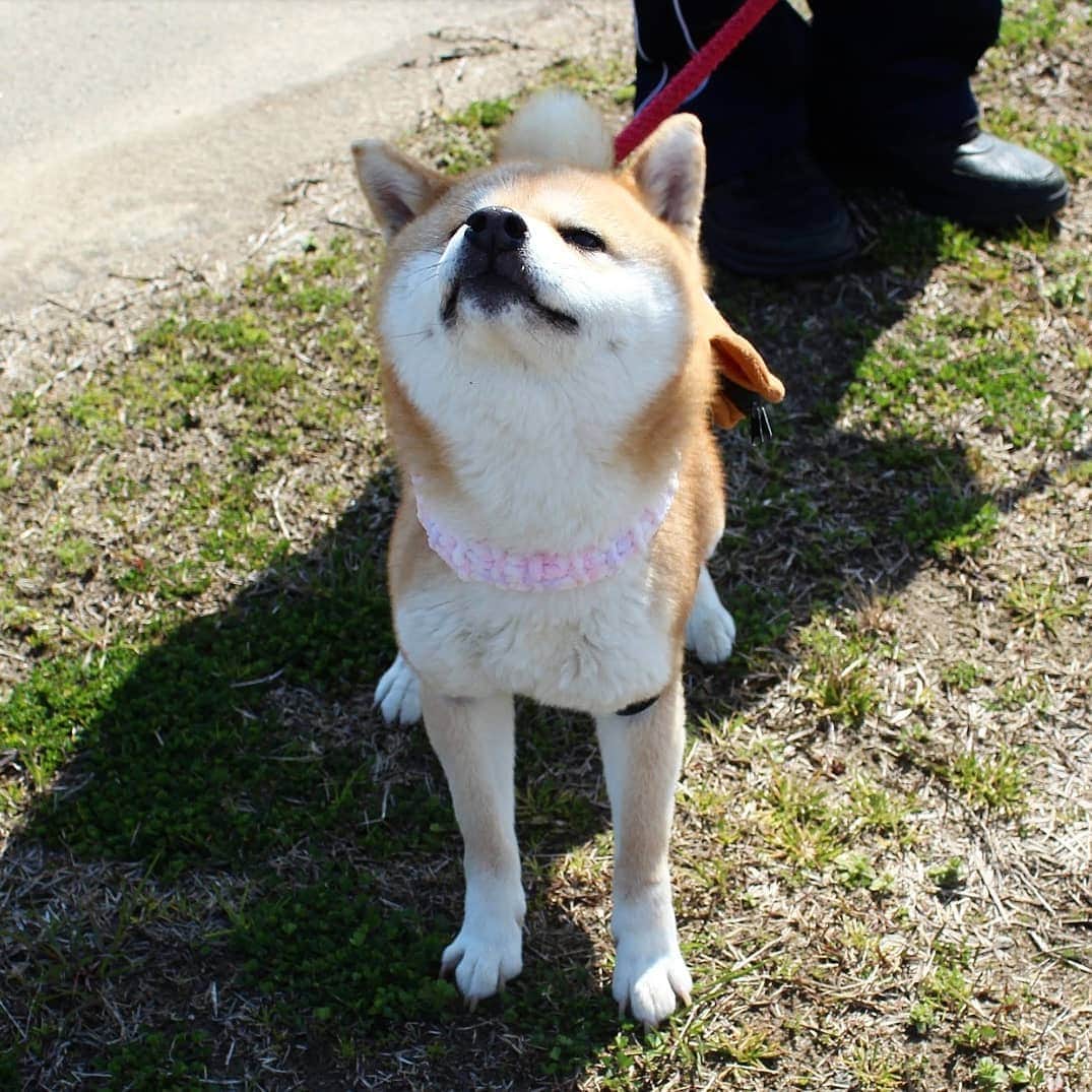 柴犬たま Shibainu Tamaさんのインスタグラム写真 - (柴犬たま Shibainu TamaInstagram)「必殺‼柴ドリル‼‼‼ * Caption trans🇬🇧 Shibe drill (Shiba drill)‼‼‼ * #たま家族 #柴犬ミケ #一眼レフ #一眼レフカメラ #柴ドリル #shibedrill #shibadrill #お散歩 #くまちゃんリュック #かなりひし形 #柴犬 #shiba #shibainu #shibastagram #犬 #dog #多頭飼い」3月21日 16時28分 - tama7653