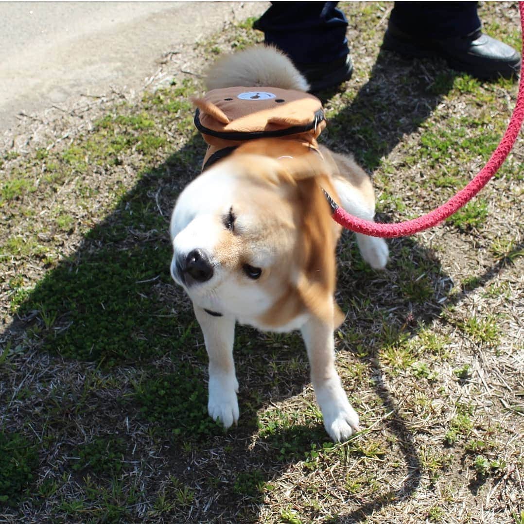 柴犬たま Shibainu Tamaさんのインスタグラム写真 - (柴犬たま Shibainu TamaInstagram)「必殺‼柴ドリル‼‼‼ * Caption trans🇬🇧 Shibe drill (Shiba drill)‼‼‼ * #たま家族 #柴犬ミケ #一眼レフ #一眼レフカメラ #柴ドリル #shibedrill #shibadrill #お散歩 #くまちゃんリュック #かなりひし形 #柴犬 #shiba #shibainu #shibastagram #犬 #dog #多頭飼い」3月21日 16時28分 - tama7653