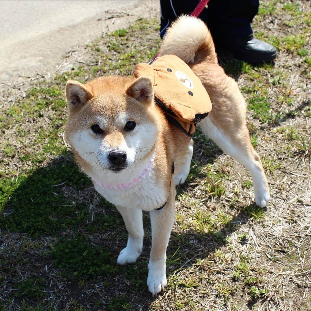 柴犬たま Shibainu Tamaさんのインスタグラム写真 - (柴犬たま Shibainu TamaInstagram)「必殺‼柴ドリル‼‼‼ * Caption trans🇬🇧 Shibe drill (Shiba drill)‼‼‼ * #たま家族 #柴犬ミケ #一眼レフ #一眼レフカメラ #柴ドリル #shibedrill #shibadrill #お散歩 #くまちゃんリュック #かなりひし形 #柴犬 #shiba #shibainu #shibastagram #犬 #dog #多頭飼い」3月21日 16時28分 - tama7653