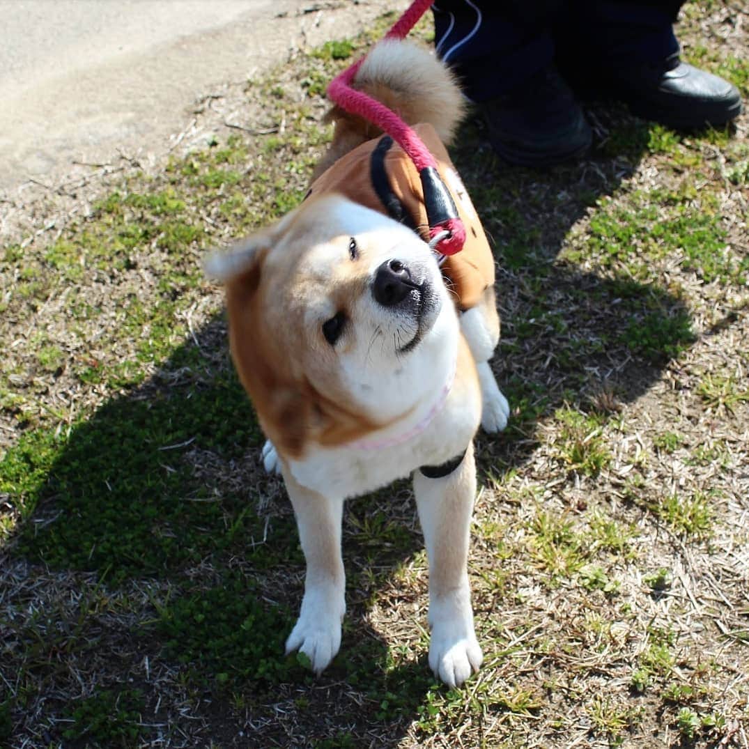 柴犬たま Shibainu Tamaさんのインスタグラム写真 - (柴犬たま Shibainu TamaInstagram)「必殺‼柴ドリル‼‼‼ * Caption trans🇬🇧 Shibe drill (Shiba drill)‼‼‼ * #たま家族 #柴犬ミケ #一眼レフ #一眼レフカメラ #柴ドリル #shibedrill #shibadrill #お散歩 #くまちゃんリュック #かなりひし形 #柴犬 #shiba #shibainu #shibastagram #犬 #dog #多頭飼い」3月21日 16時28分 - tama7653