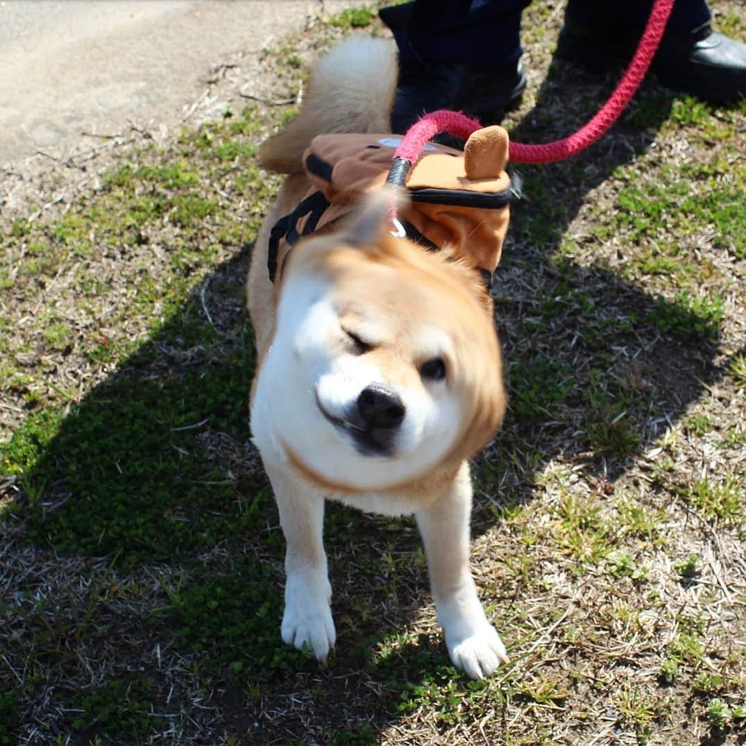 柴犬たま Shibainu Tamaさんのインスタグラム写真 - (柴犬たま Shibainu TamaInstagram)「必殺‼柴ドリル‼‼‼ * Caption trans🇬🇧 Shibe drill (Shiba drill)‼‼‼ * #たま家族 #柴犬ミケ #一眼レフ #一眼レフカメラ #柴ドリル #shibedrill #shibadrill #お散歩 #くまちゃんリュック #かなりひし形 #柴犬 #shiba #shibainu #shibastagram #犬 #dog #多頭飼い」3月21日 16時28分 - tama7653