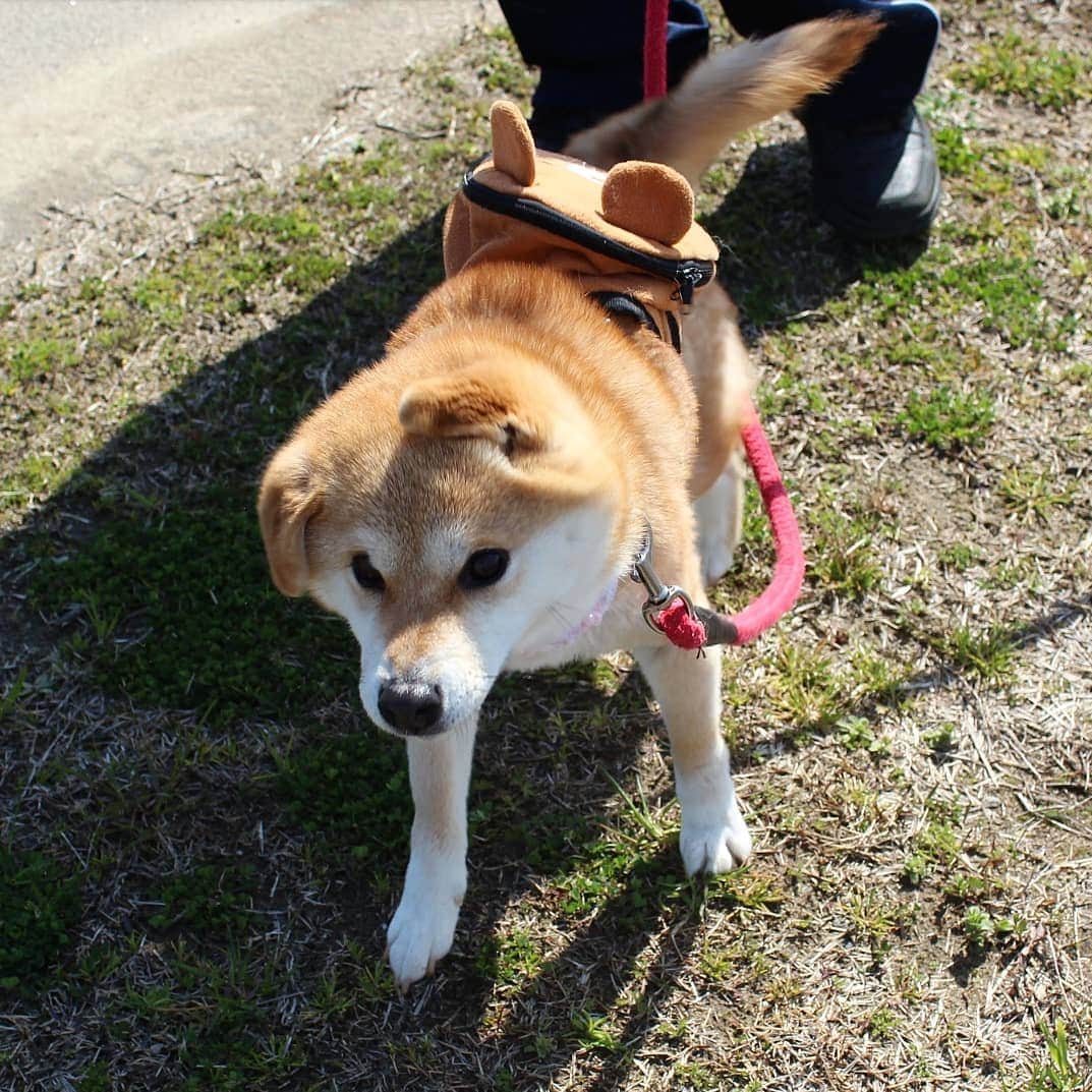 柴犬たま Shibainu Tamaさんのインスタグラム写真 - (柴犬たま Shibainu TamaInstagram)「必殺‼柴ドリル‼‼‼ * Caption trans🇬🇧 Shibe drill (Shiba drill)‼‼‼ * #たま家族 #柴犬ミケ #一眼レフ #一眼レフカメラ #柴ドリル #shibedrill #shibadrill #お散歩 #くまちゃんリュック #かなりひし形 #柴犬 #shiba #shibainu #shibastagram #犬 #dog #多頭飼い」3月21日 16時28分 - tama7653