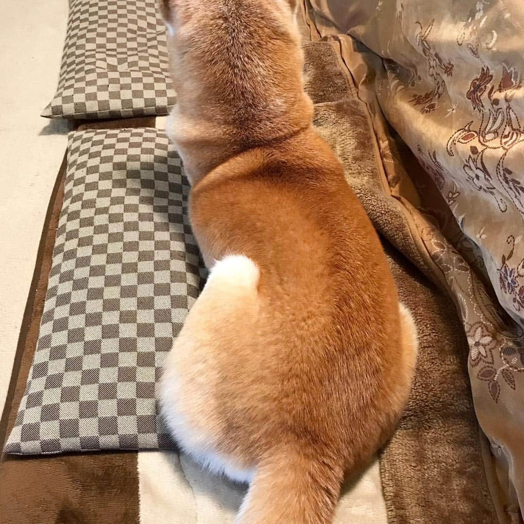 柴犬リリコさんのインスタグラム写真 - (柴犬リリコInstagram)「魅惑的なおちり🍑🍑💓💓💓」3月21日 16時38分 - ke_rock_