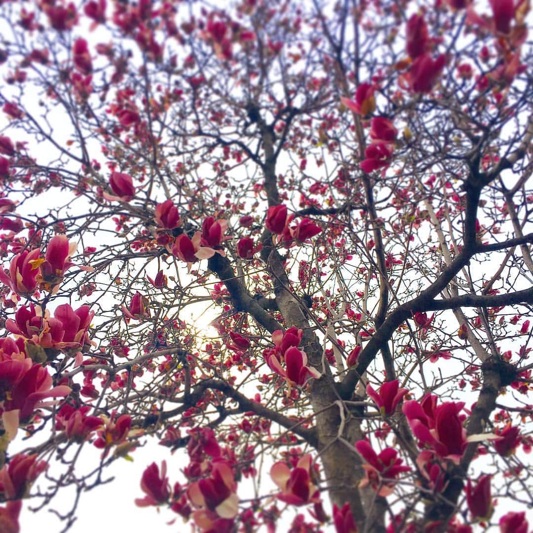YUKA さんのインスタグラム写真 - (YUKA Instagram)「街路樹のモクレン。 凛としていてうつくしい 今夜は20時からフルムーンライブ配信します❣️ #moumoon #fullmoon #live #newmoon」3月21日 16時41分 - yukamoumoon
