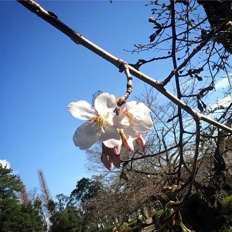 田中香子さんのインスタグラム写真 - (田中香子Instagram)「天気がよくって きもちがよくって お散歩いったら 昼間っから ハクビシンに 会いました。  #春が来た #春がきた #春 #spring #springhascome  #花 #flower #桜 #開花  #sakura #cherryblossom」3月21日 16時45分 - soo.yt