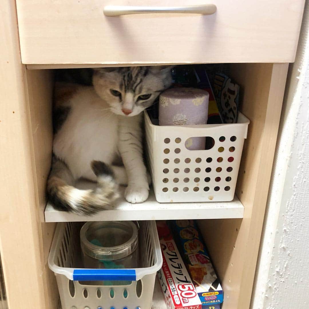 ホタテ＆クラム＆シラスのインスタグラム：「戸棚に何か詰まってる… #cat #neko #ScottishFold #猫 #ねこ #スコティッシュフォールド #catstagram #instagram #instagramjapan #ig_japan #igersjp」