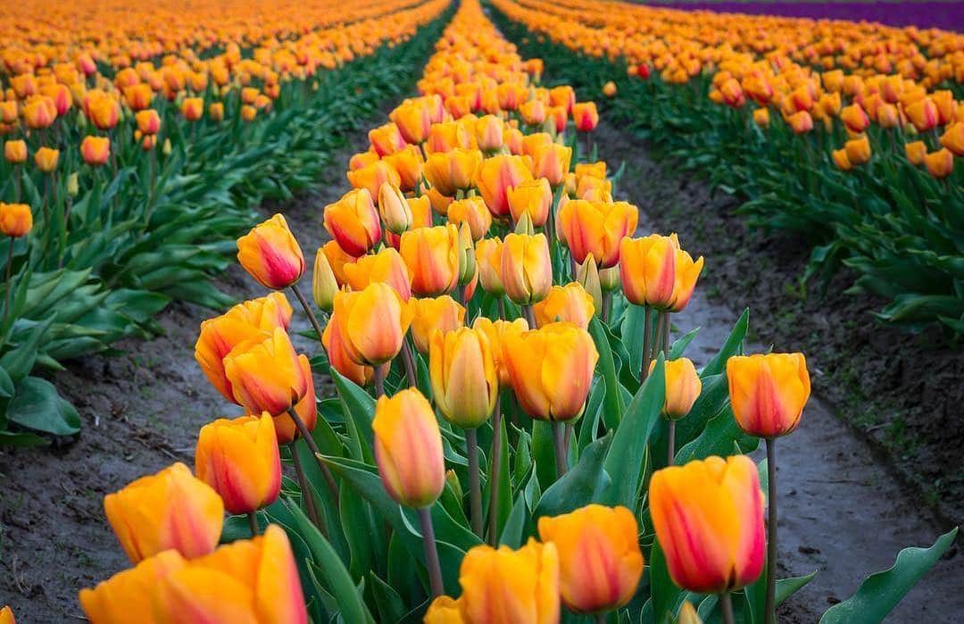Ricoh Imagingさんのインスタグラム写真 - (Ricoh ImagingInstagram)「Our #teampentax fan @s.d.sea_photography reminding us to stop and smell the tulips!  #spring #ricohimaging #flowerphotography」3月22日 2時18分 - ricohpentax