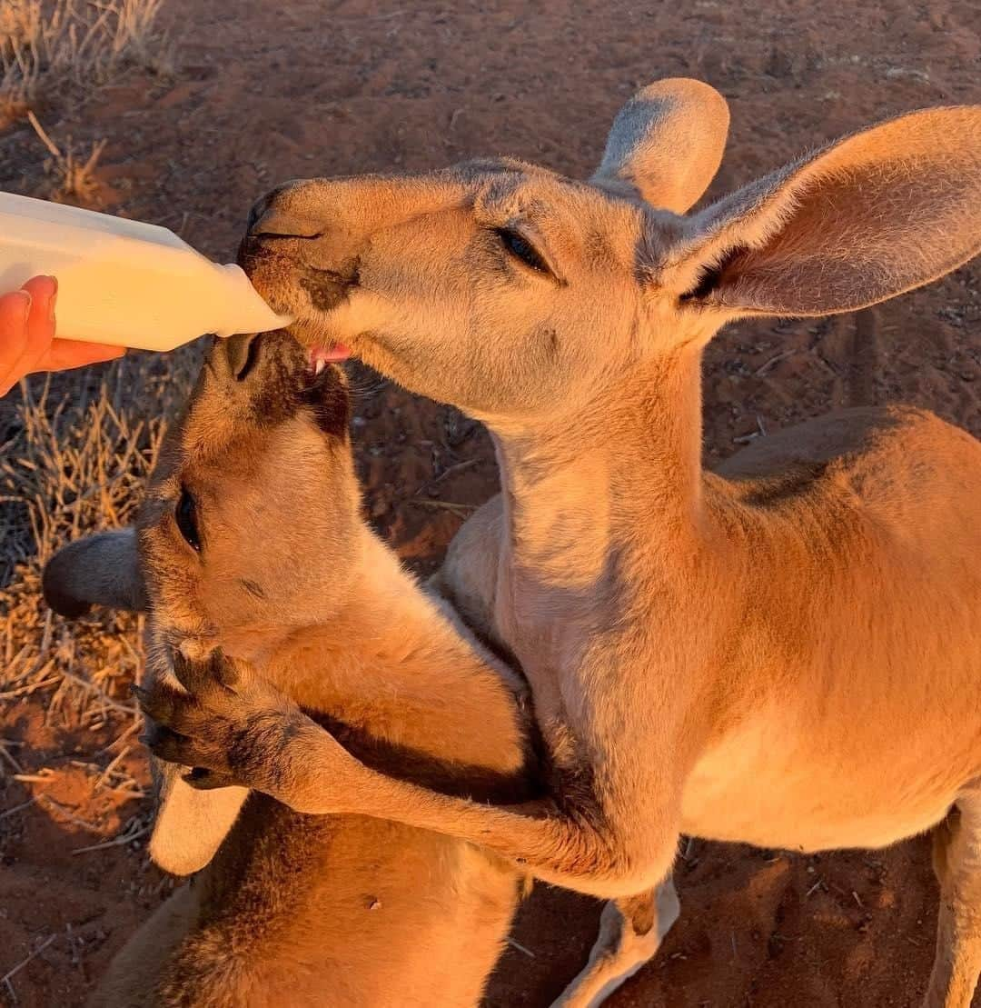 Australiaさんのインスタグラム写真 - (AustraliaInstagram)「Making sure not a single precious drop goes to waste... 🍼 😂  According to @thekangaroosanctuary, “Ralph is always trying to steal everyone else’s milk! Here he is licking the milk drops from Larry’s bottle!” Sounds like this hungry fellow from @ntaustralia certainly likes his dairy! These two cuties are being looked after by the dedicated #KangarooSanctuary team in @visitcentralaus’ #AliceSprings, along with other injured and orphaned #kangaroos. If you’re planning on paying this #wildlife haven a visit soon, plan your trip to coincide with the @parrtjimaaustralia light festival in Alice Springs, it’s on 5-14 April 2019 and really is quite the sight to see.  #seeaustralia #ntaustralia #redcentrent #travel #wildlifephotography #dailyfluff」3月22日 3時00分 - australia