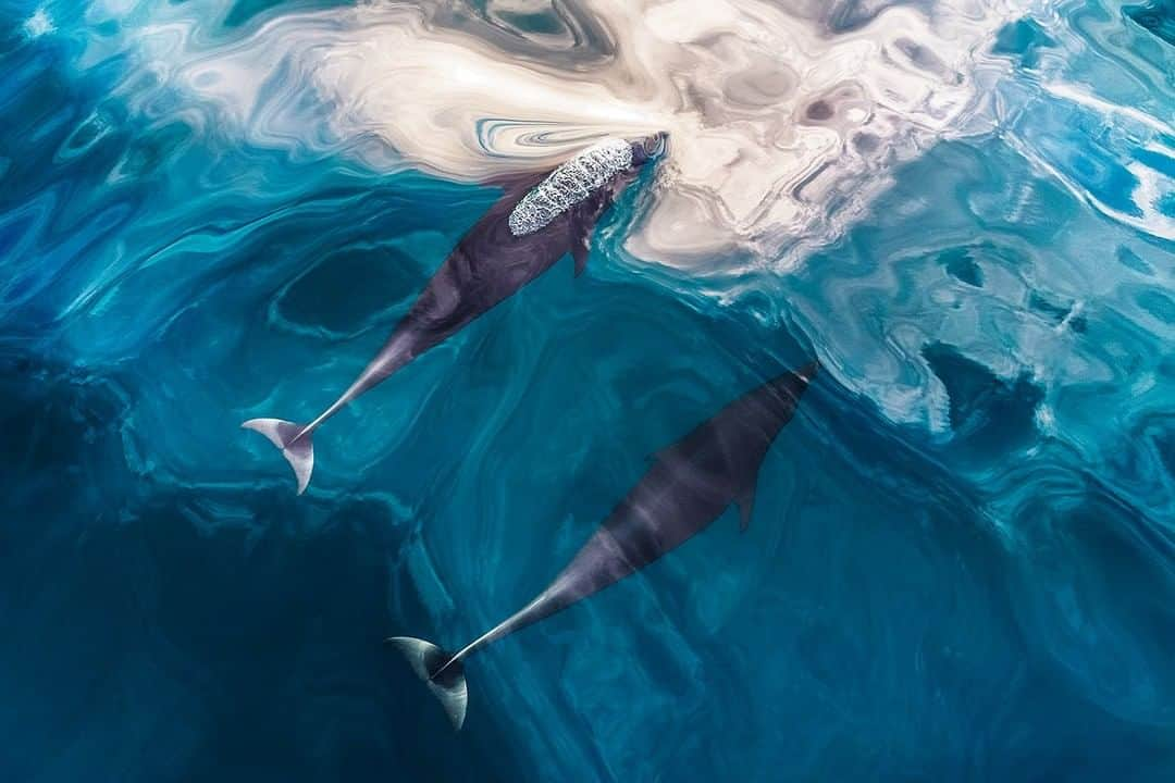 ナショナルジオグラフィックさんのインスタグラム写真 - (ナショナルジオグラフィックInstagram)「Photo by @paulnicklen | Off the west coast of Vancouver Island, British Columbia, a pair of northern right whale dolphins gracefully breaks the water’s surface. These dolphins are unique in that they lack dorsal fins, allowing the glassy ocean waves to flow seamlessly around their slick bodies. #FollowMe at @PaulNicklen for more photos of marine mammals from around the world. #dolphin #ocean #wildlife #photography」3月21日 19時05分 - natgeo