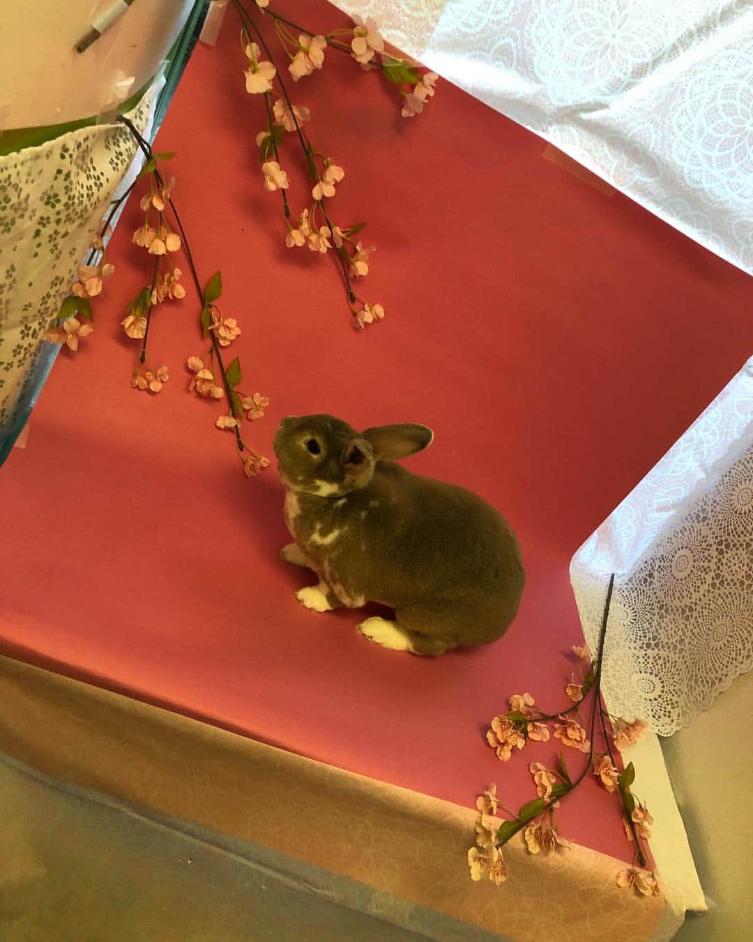 里美ゆりあさんのインスタグラム写真 - (里美ゆりあInstagram)「新しい家族を里親として迎い入れました^_^ 名前はポン太と名付けました^_^ 理由はフォーンのいう毛色がポーンと聞こえて男の子だったので笑 慢性鼻炎でプスプス、ブスブス鳴くけど元気いっぱいの男の子です(^^) #ネザーランドドワーフ#rabbit#うさぎ#男の子#boy#うさぎのいる生活」3月21日 19時07分 - satomiyuria