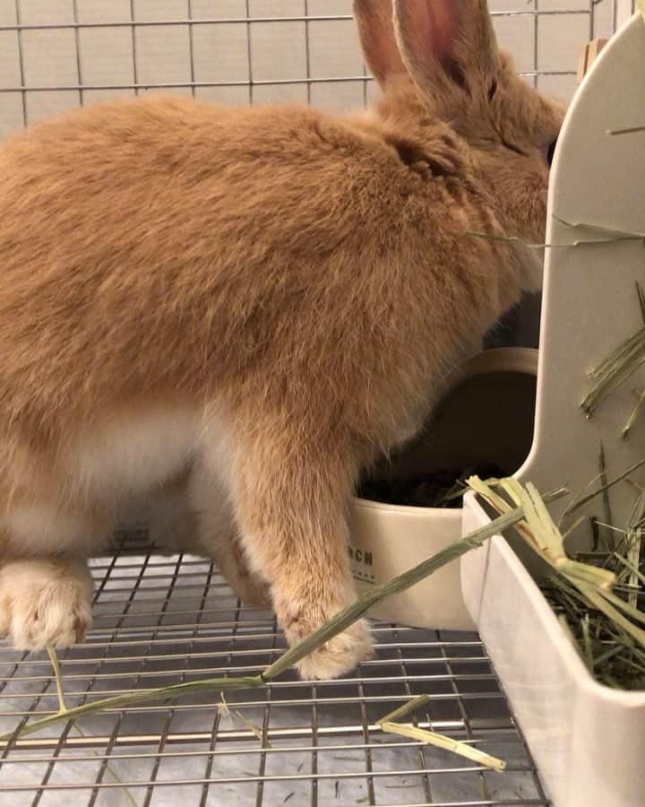のインスタグラム：「新しい家族を里親として迎い入れました^_^ 名前はポン太と名付けました^_^ 理由はフォーンのいう毛色がポーンと聞こえて男の子だったので笑 慢性鼻炎でプスプス、ブスブス鳴くけど元気いっぱいの男の子です(^^) #ネザーランドドワーフ#rabbit#うさぎ#男の子#boy#うさぎのいる生活」
