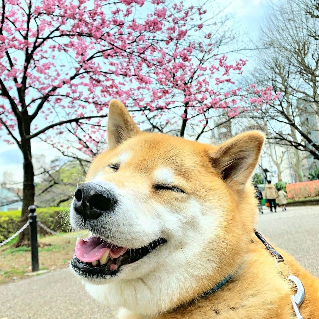 まる（まるたろう）さんのインスタグラム写真 - (まる（まるたろう）Instagram)「I want you to come to Japan ASAP! Spring has come! ✨🌸🐶🌸✨不忍の池のほとりで一番先に咲く桜が開花しました。 #本日を持ちまして #柴犬まるの開花宣言とさせていただきます #咲いたよ〜 #こっから二週間が見頃ですね #じぇったい観にきてね #サクラパトロール  #まるとパパがいたら焼き鳥おごってね @gallerymarusan から徒歩8分 #超近いからね」3月21日 19時21分 - marutaro